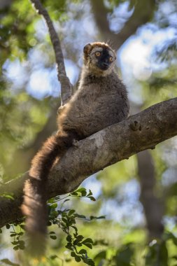 Kırmızı Lemur - Eulemur rufus, Tsingy de Behamara, Madagaskar. Madagaskar kuru ormandan gelen sevimli primat.