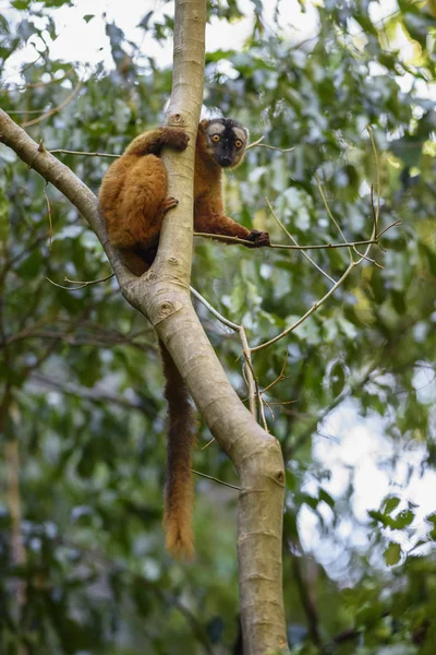 Red Lemur Eulemur Rufus Tsingy Behamara Madagascar Cute Primate Madagascar — Stock Photo, Image