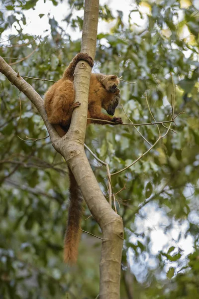 Red Lemur Eulemur Rufus Tsingy Behamara Madagascar Cute Primate Madagascar — Stock Photo, Image