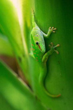 Madagaskar gün Gecko - Phelsuma madagascariensis, Madagaskar orman. Şirin endemik Madagaskar kertenkele.