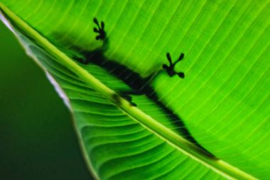 Madagaskar gün Gecko - Phelsuma madagascariensis, Madagaskar orman. Şirin endemik Madagaskar kertenkele.