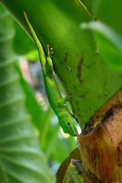 Madagascar Day Gecko Phelsuma Madagascariensis Madagascar Forest Lindo Lagarto Endémico — Foto de Stock