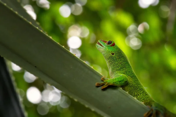 Journée Madagascar Gecko Phelsuma Madagascariensis Forêt Madagascar Lézard Madagascar Endémique — Photo