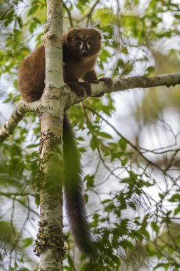 Lemur - kırmızı karınlı Eulemur rubriventer, yağmur ormanı Madagaskar Doğu Yakası. Şirin primat. Madagaskar endemite.