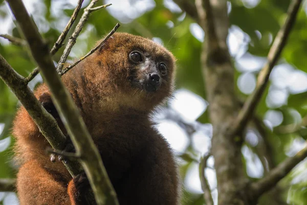 원숭이 Eulemur Rubriventer 마다가스카르 귀여운 영장류입니다 Endemite — 스톡 사진