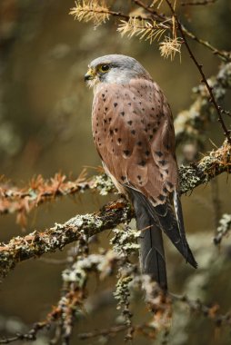 Bayağı kerkenez - Falco tinnunculus, Avrupa ormandan gelen güzel raptor.