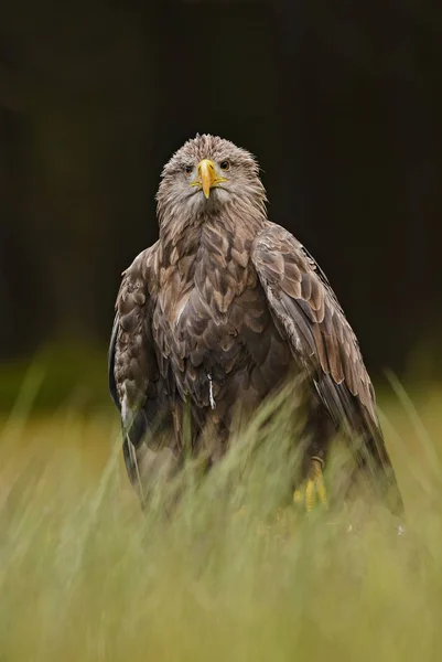 オジロワシ Haliaeetus アマオブネ 湖の近くの芝生で座っている大規模な Euroasian 鳥の獲物 — ストック写真