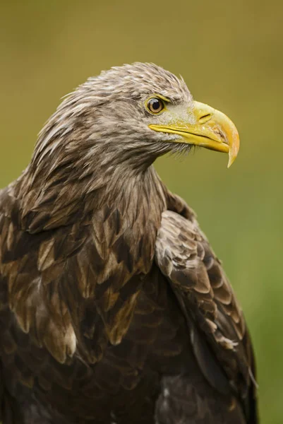 オジロワシ Haliaeetus アマオブネ 湖の近くの芝生で座っている大規模な Euroasian 鳥の獲物 — ストック写真