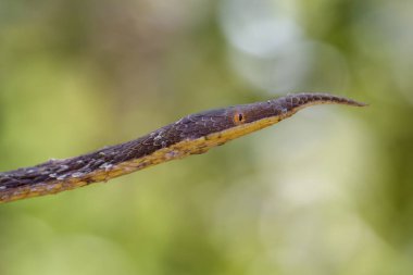 Malagasy Leaf-nosed Snake - Langaha madagascariensis, Madagascar tropical forest. Camouflage. Endemic snake. clipart