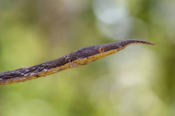 Madagaskar yaprak burunlu yılan - Langaha madagascariensis, Madagaskar tropikal orman. Kamuflaj. Endemik yılan.