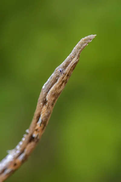 Cobra Nariz Folha Malgaxe Langaha Madagascariensis Floresta Tropical Madagascar Camuflagem — Fotografia de Stock