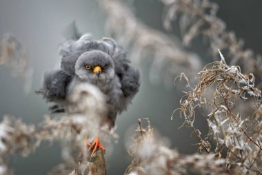 Kırmızı Ayaklı kerkenez - Falco vespertinus, dondurulmuş Avrupa kış ormandan gelen güzel raptor.