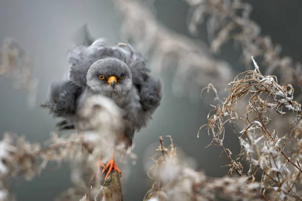 Kırmızı Ayaklı kerkenez - Falco vespertinus, dondurulmuş Avrupa kış ormandan gelen güzel raptor.
