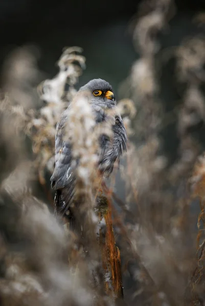 Rødfot Kestrel Falco Vespertinus Vakker Raptor Fra Frossen Europeisk Vinterskog – stockfoto
