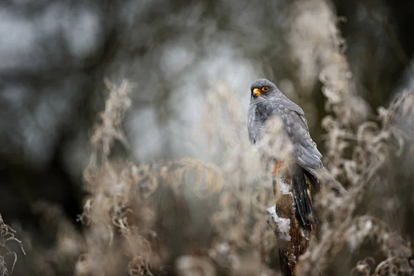 赤足ケストレル ファルコ Vespertinus 冷凍ヨーロッパ冬の森から美しい猛禽 — ストック写真
