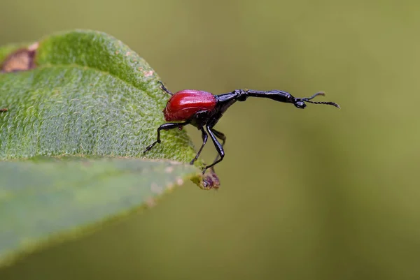 Weevil - zürafa boyunlu Trachelophorus zürafa, güzel kırmızı ikonik Madagaskar böceği doğu kıyılarında tropikal orman.