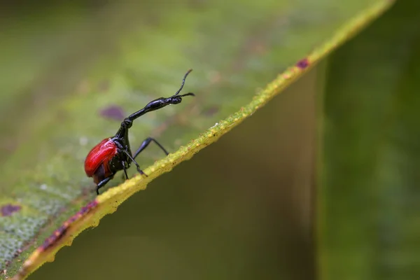 Жирафово Шейный Долгоносик Trachelophorus Giraffa Красивый Красный Культовый Мадагаскарский Жук — стоковое фото