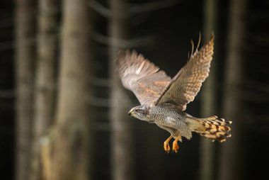 Çakır kuşu - Accipiter gentilis, hızlı yırtıcı kuş Avrupa ormandan gelen.