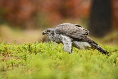 Çakır kuşu - Accipiter gentilis, hızlı yırtıcı kuş Avrupa ormandan gelen.