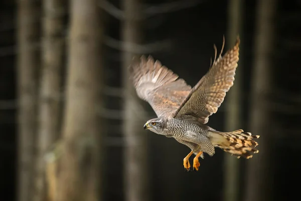 Çakır kuşu - Accipiter gentilis, hızlı yırtıcı kuş Avrupa ormandan gelen.