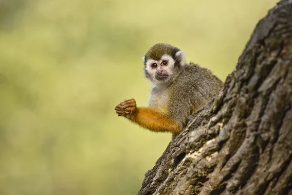 Common Squirrel Monkey Saimiri Sciureus Beautiful Primate South American Forest — Stock Photo, Image