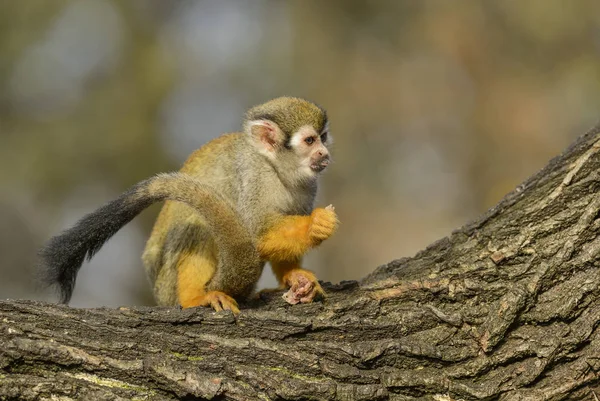 Common Squirrel Monkey Saimiri Sciureus Beautiful Primate South American Forest — Stock Photo, Image