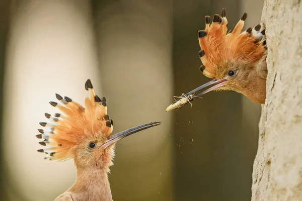 Eurasian Hoopoe Upupa Epops Beautiful Orange Bird European Forest — Stock Photo, Image