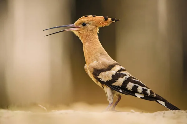 Hoopoe Eurasiático Upupa Epops Hermoso Pájaro Naranja Del Bosque Europeo — Foto de Stock