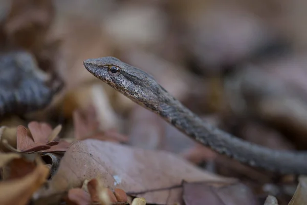 Mimophis Mahfalensis Όμορφο Ενδημικό Φίδι Για Μαδαγασκάρη Ξηρό Δάσος Kirindy — Φωτογραφία Αρχείου