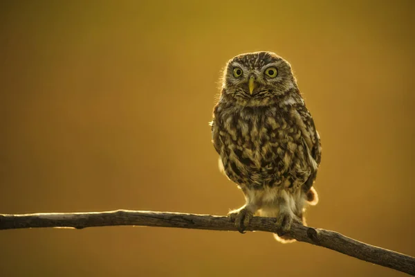 Little Owl Athene Noctua Маленькая Красивая Сова Европейского Леса Сидящая — стоковое фото