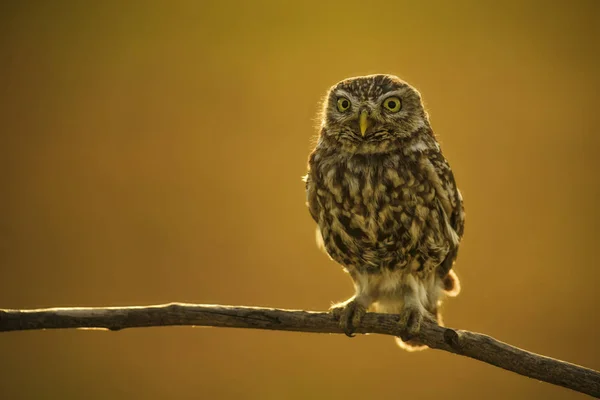 Kukumav - Athene noctua, Avrupa ormandaki güzel akşam altın ışığı açık arka plan ile dalında oturan küçük güzel baykuş.