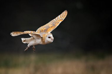 Peçeli baykuş - Tyto alba, güzel kış ışık güzel baykuş. Turuncu tüy, beyaz yüz.