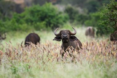 Afrika Buffalo - Syncerus caffer, Afrika büyük beş Kenya'daki Amboseli Ulusal Parkı'üyesi.