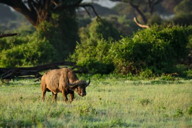 Afrika Buffalo - Syncerus caffer, Afrika büyük beş Kenya'daki Amboseli Ulusal Parkı'üyesi.