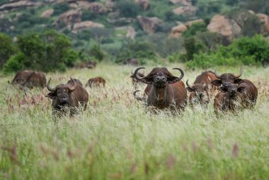 Afrika Buffalo - Syncerus caffer, Afrika büyük beş Kenya'daki Amboseli Ulusal Parkı'üyesi.