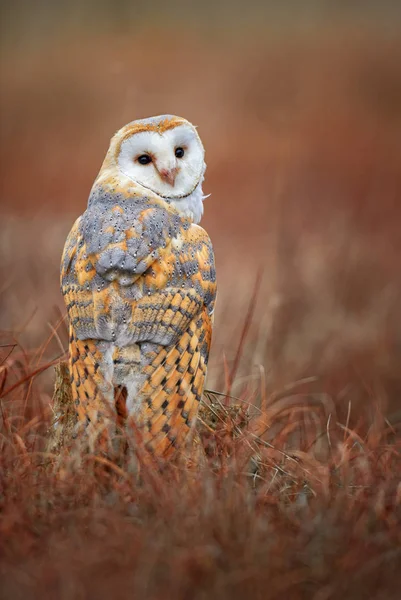 納屋フクロウ マダガスカルメン アルバ 素敵な冬の光の美しいフクロウです オレンジの羽の白い顔 — ストック写真