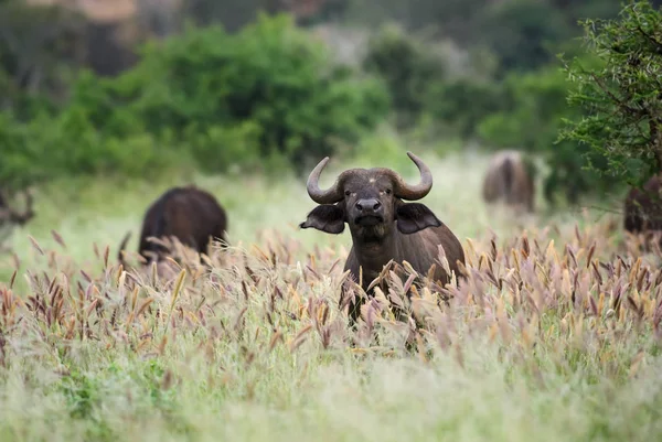 African Buffalo Syncerus Caffer Member African Big Five Amboseli National — Stock Photo, Image