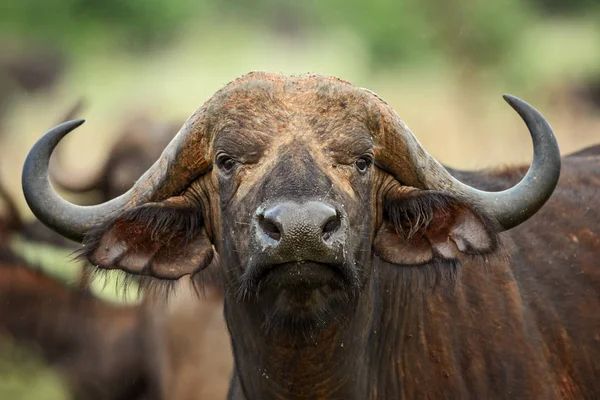 African Buffalo Syncerus Caffer Membro Dos Cinco Maiores Africanos Parque — Fotografia de Stock