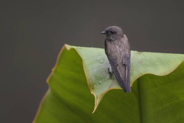Mascarine Martin - Phedina borbonica, beautiful small perching bird from Madagascar. clipart