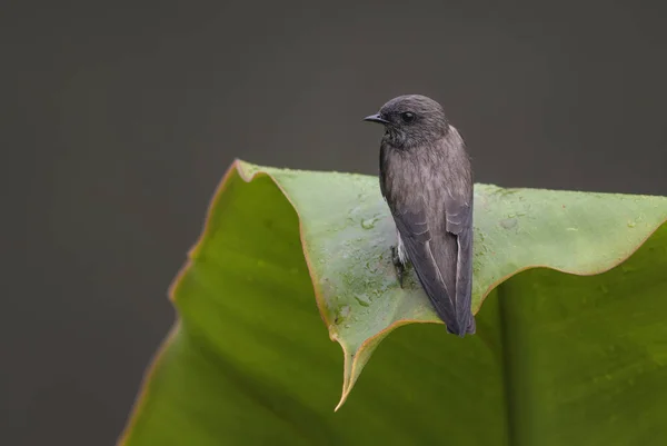 Mascarine Мартін Phedina Borbonica Красиві Невеликий Сідати Bird Від Мадагаскару — стокове фото