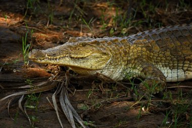 Nil timsahı - Crocodylus niloticus, büyük sürüngen Tsavo Doğu Milli Parkı, Kenya.