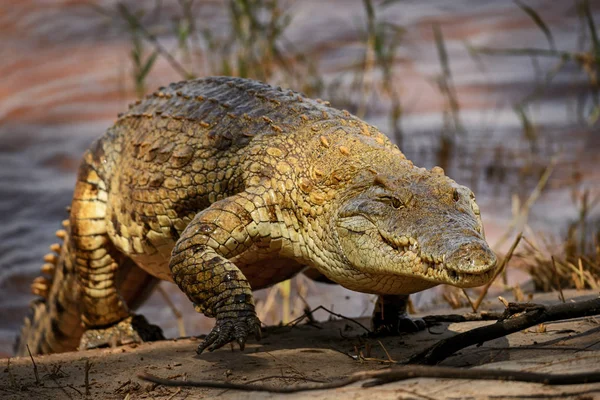 Nil timsahı - Crocodylus niloticus, büyük sürüngen Tsavo Doğu Milli Parkı, Kenya.