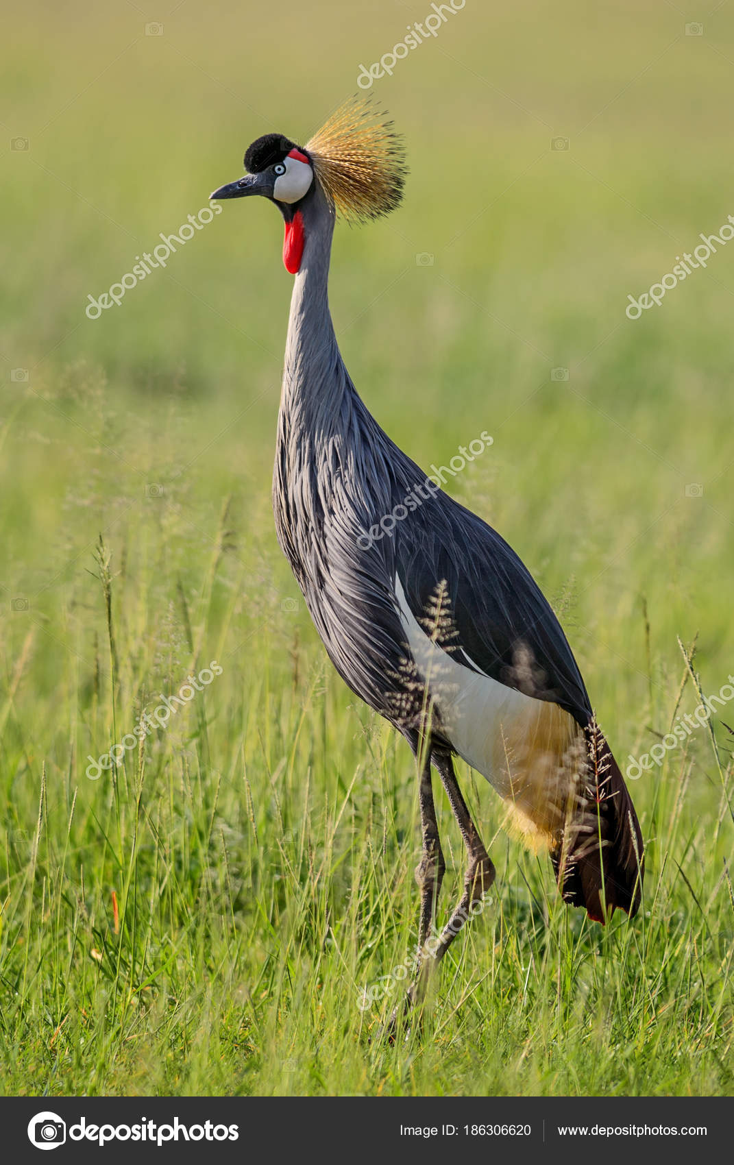 Couronne Noir Grue Balearica Pavonina Beau Grand Oiseau Avec