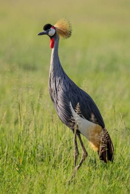 Siyah taçlı-vinç - Balearica pavonina, Afrika savana altın taç ile güzel büyük kuş.