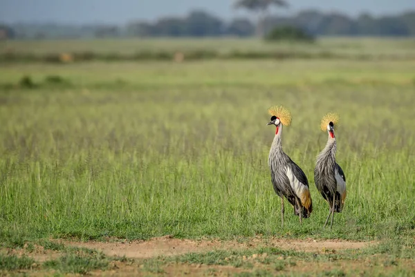 Black Crowned-crane - Balearica pavonina, beautiful large bird with golden crown from African savanna.