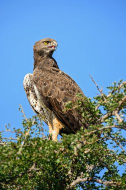 Savaş kartal - Polemaetus bellicosus, Kenya, Taita hills rezerv büyük renkli kartal.
