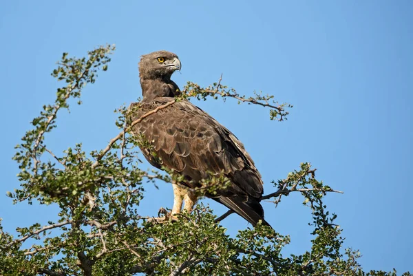 Águila Marcial Polemaetus Bellicosus Gran Águila Colorida Kenia Reserva Colinas — Foto de Stock