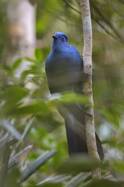 Blue Coua Coua Caerulea Уникальная Красивая Голубая Птица Сухих Лесов — стоковое фото