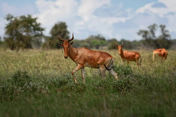 Hartebeest Alcelaphus Buselaphus Gran Antílope Sabana Africana Reserva Taita Hills — Foto de Stock