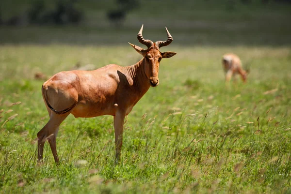 Vörös Tehénantilop Alcelaphus Buselaphus Nagy Antilop Afrikai Szavanna Taita Hegyekben — Stock Fotó